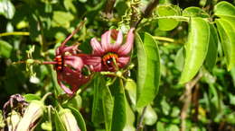Image of Passiflora cupraea L.