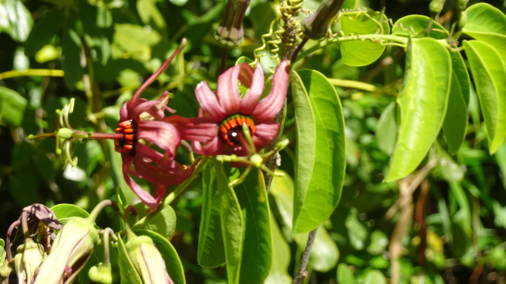 Passiflora cupraea L.的圖片