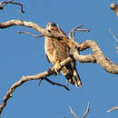 Image of Red Goshawk