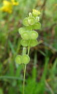 Image of Biscutella didyma L.