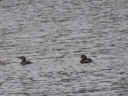 Image of Podilymbus podiceps podiceps (Linnaeus 1758)