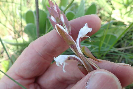 Image of Satyrium longicauda var. longicauda