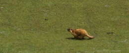 Image de Marmote à longue queue