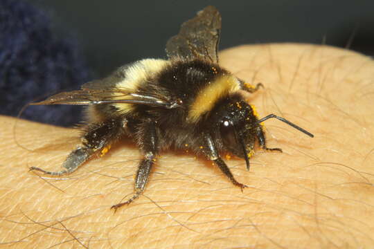 Image of Buff-tailed bumblebee