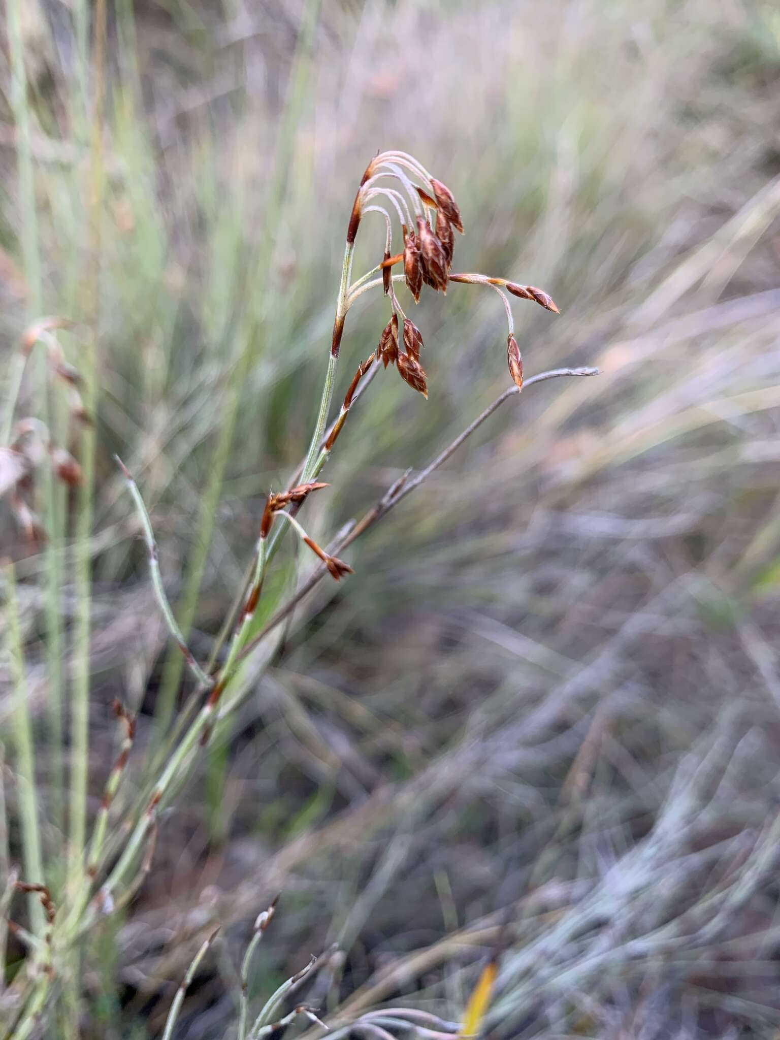 Image of Hypolaena fastigiata R. Br.