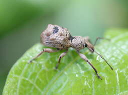 Image of Leptopius tetraphysodes (Pascoe 1871)