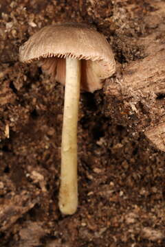 Image of Pluteus deceptivus Minnis & Sundb. 2010