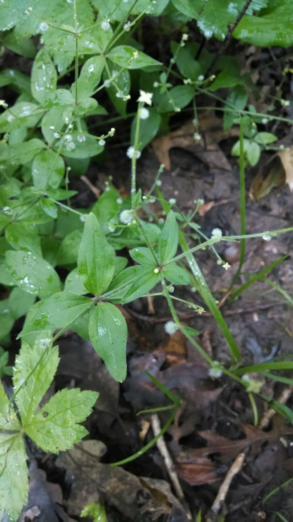 Image of licorice bedstraw