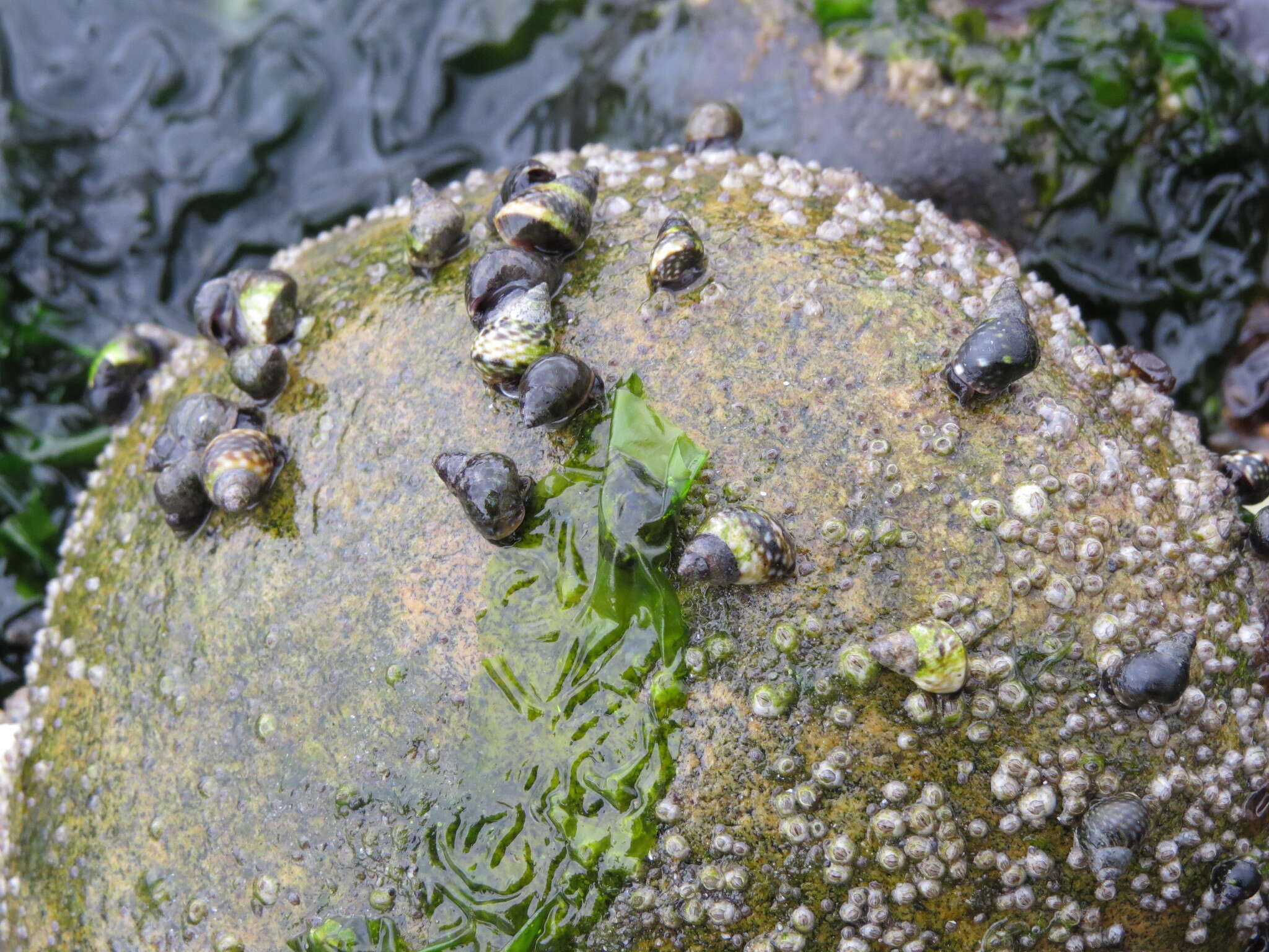 Image of Littorina scutulata Gould 1849