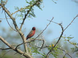 Image of African Firefinch