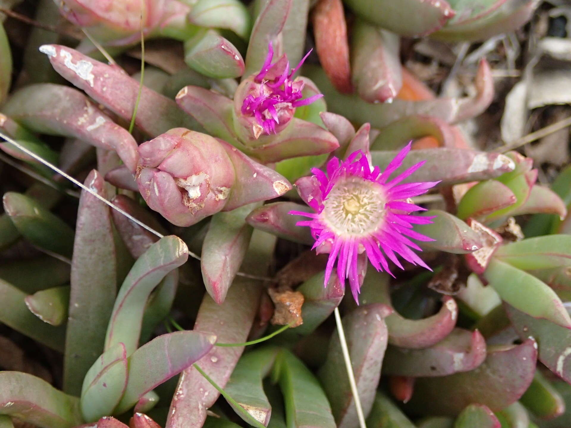 Image of Carpobrotus modestus S. T. Blake