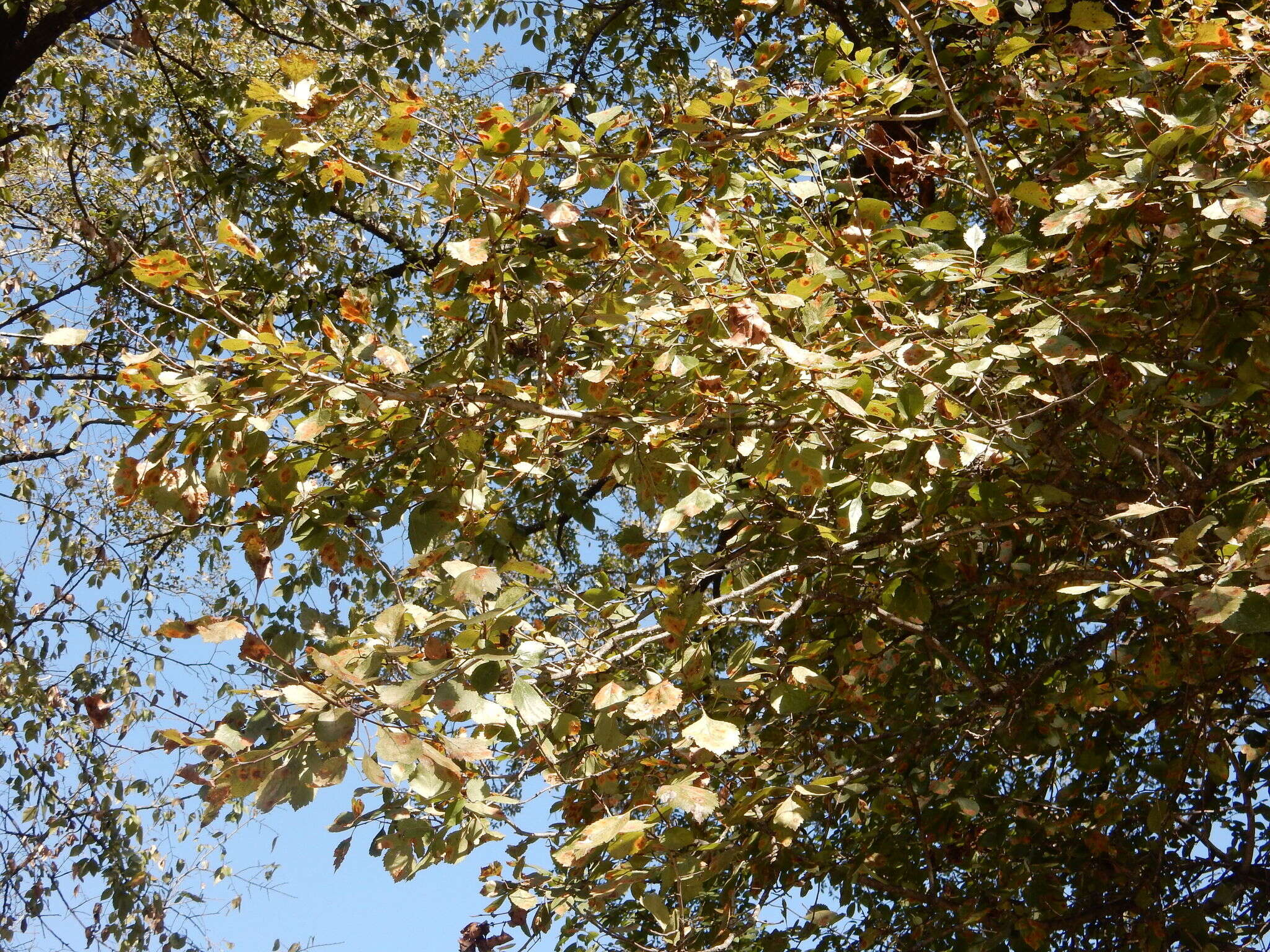 Image of Crataegus viridis var. glabriuscula (Sarg.) J. B. Phipps