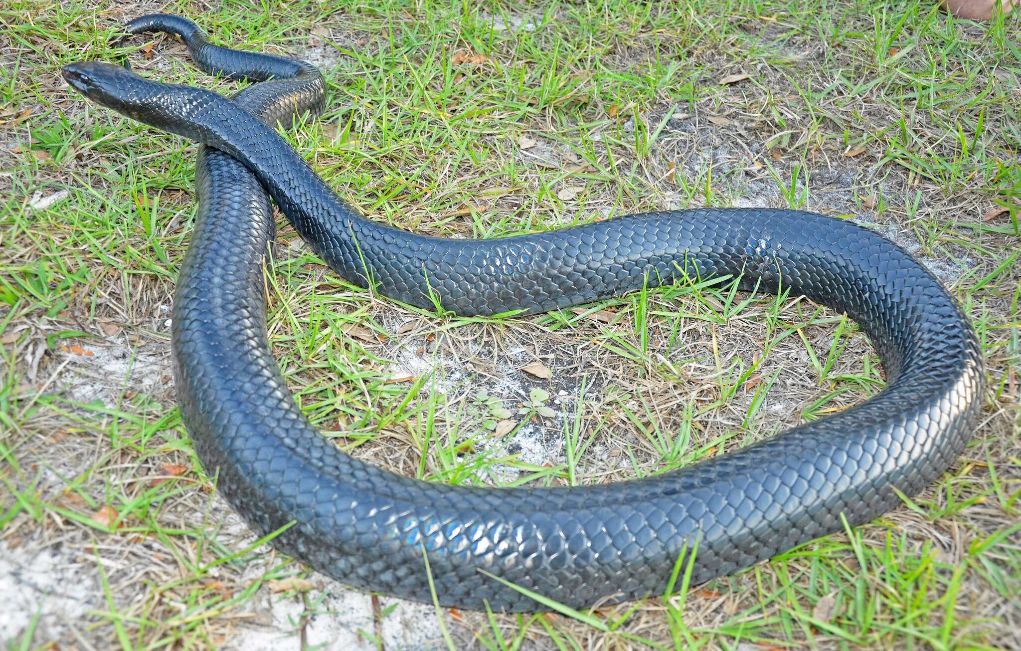 Image of Eastern Indigo Snake