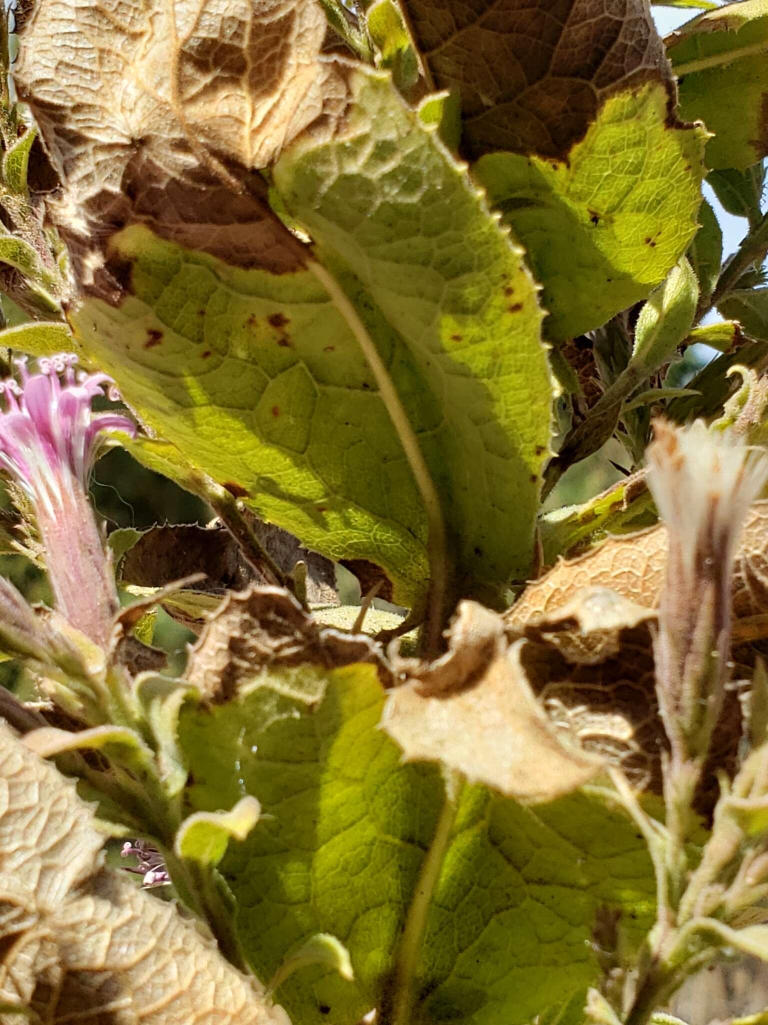 Image of Acourtia moschata (La Llave & Lex.) DC.