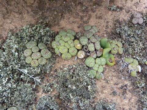 Image of Conophytum obcordellum subsp. rolfii (De Boer) S. A. Hammer