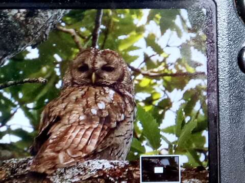 Image of Maghreb Owl