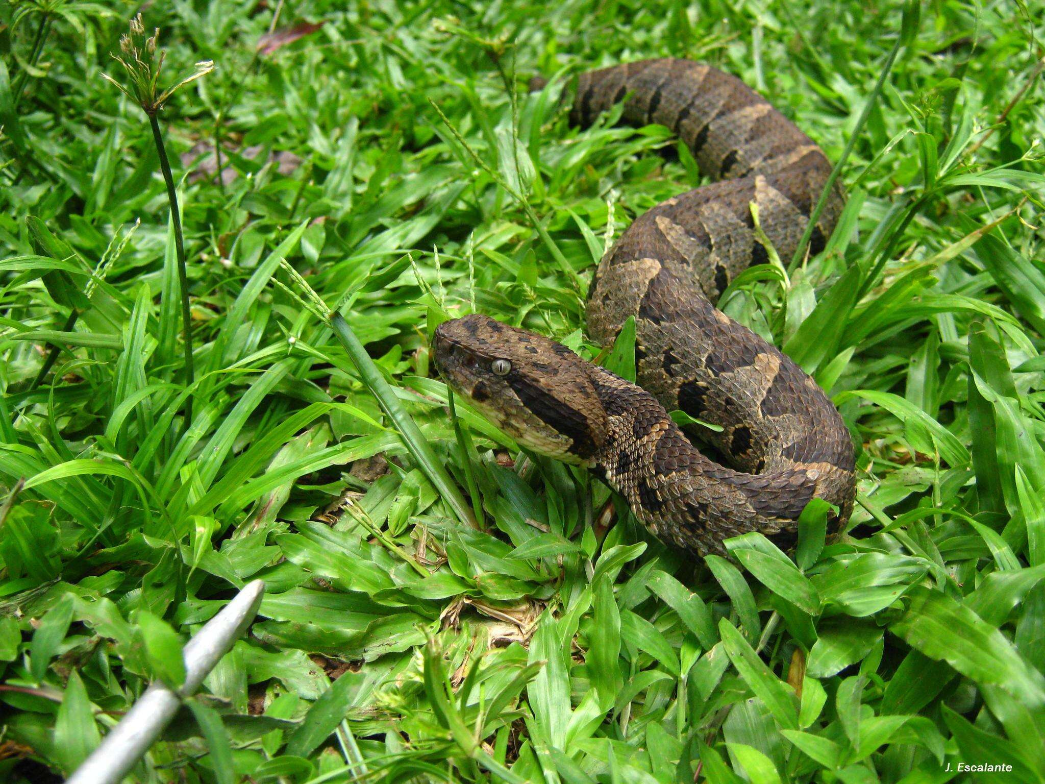 Image of Metlapilcoatlus olmec (Perez-Higareda, Smith & Julia-Zertuche 1985)