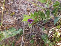 Imagem de Psoralea imbricata (L. fil.) T. M. Salter