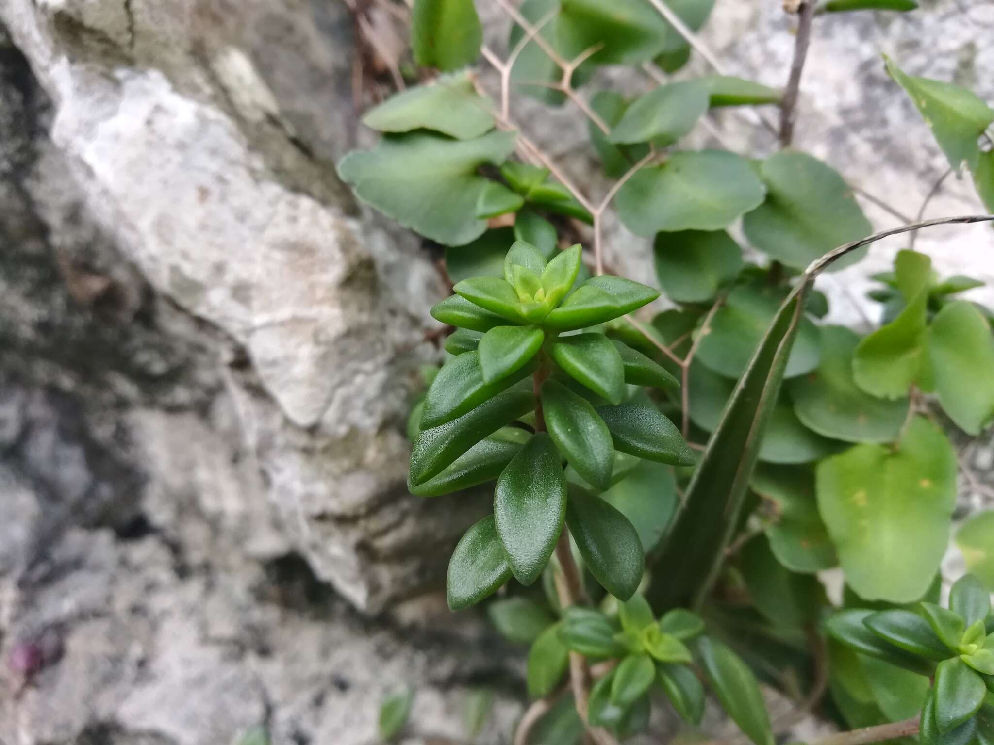 Image of Sedum calcicola Robinson & Greenm.