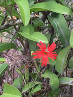 Image de Silene laciniata subsp. laciniata