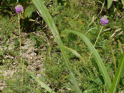 Image of compact prairie clover