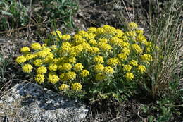 Слика од Alyssum lenense Adams