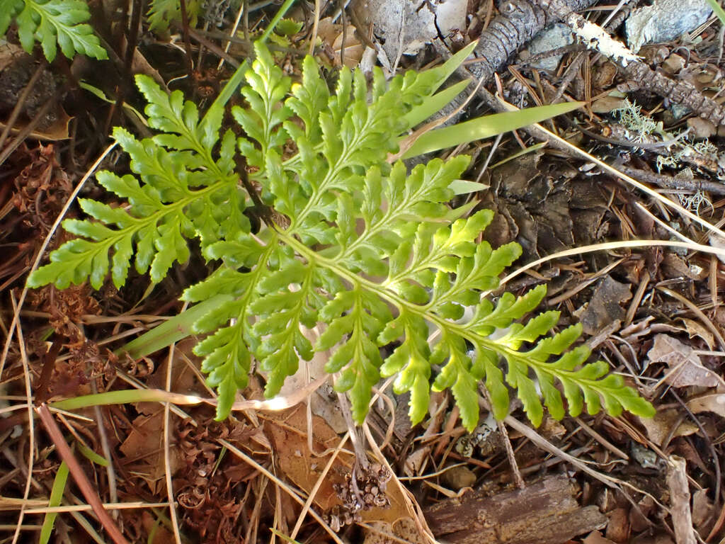 Image of tufted lacefern