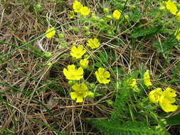 Image of Potentilla incana Gaertn. Mey. & Scherb.