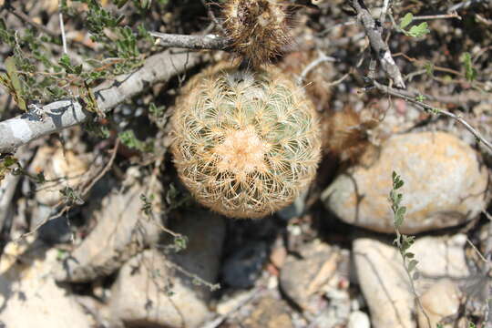 Image of Bailey's Hedgehog Cactus