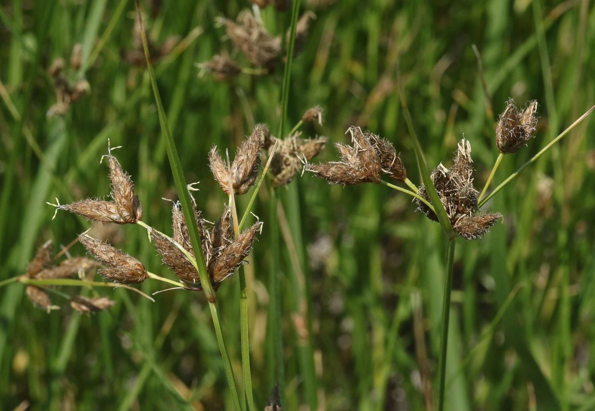 Image of tuberous bulrush