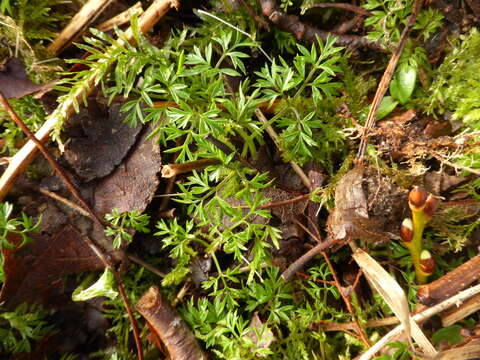 Image of Conopodium