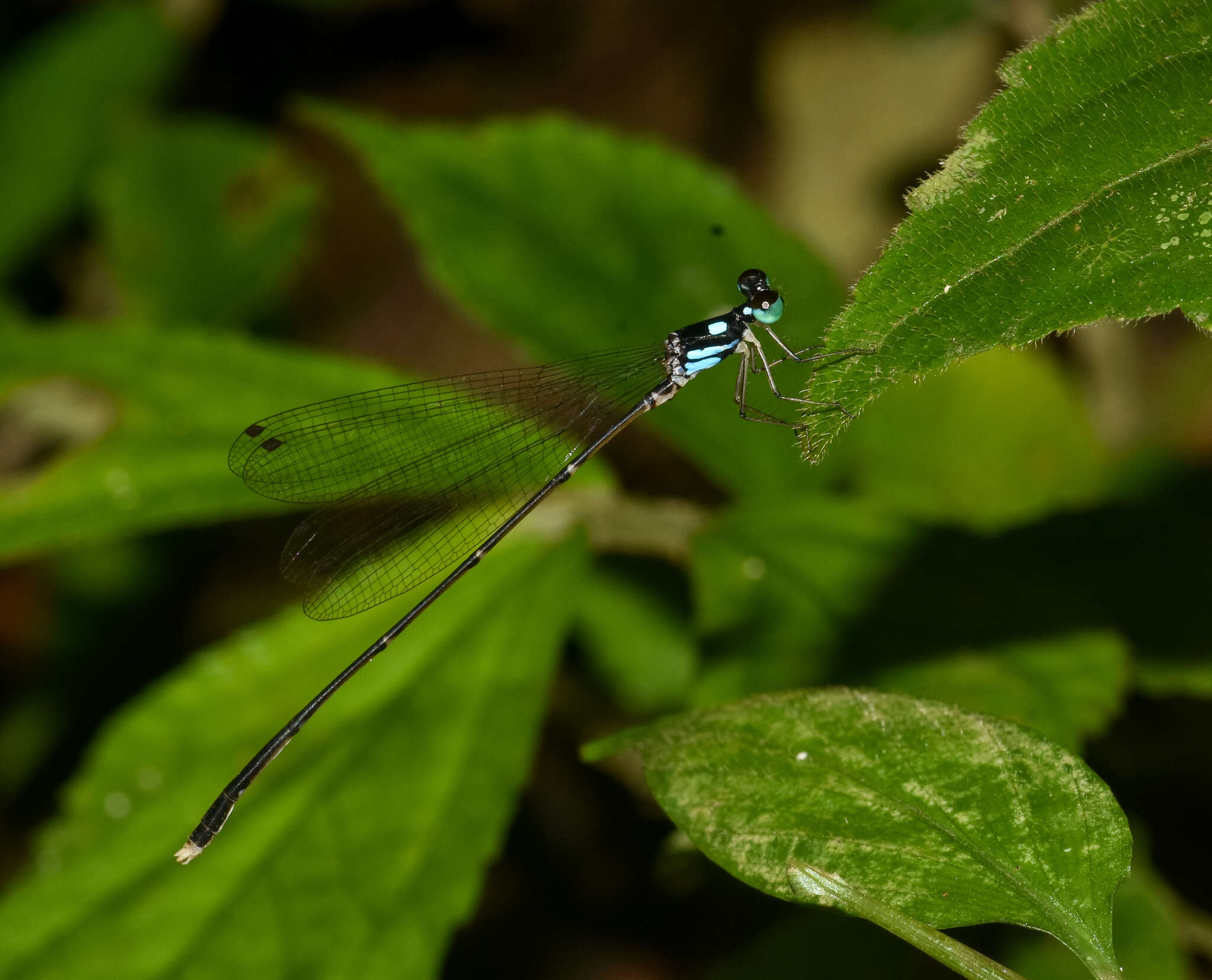 Imagem de Coeliccia bimaculata Laidlaw 1914