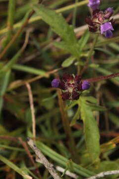 Image of Prunella bicolor Beck