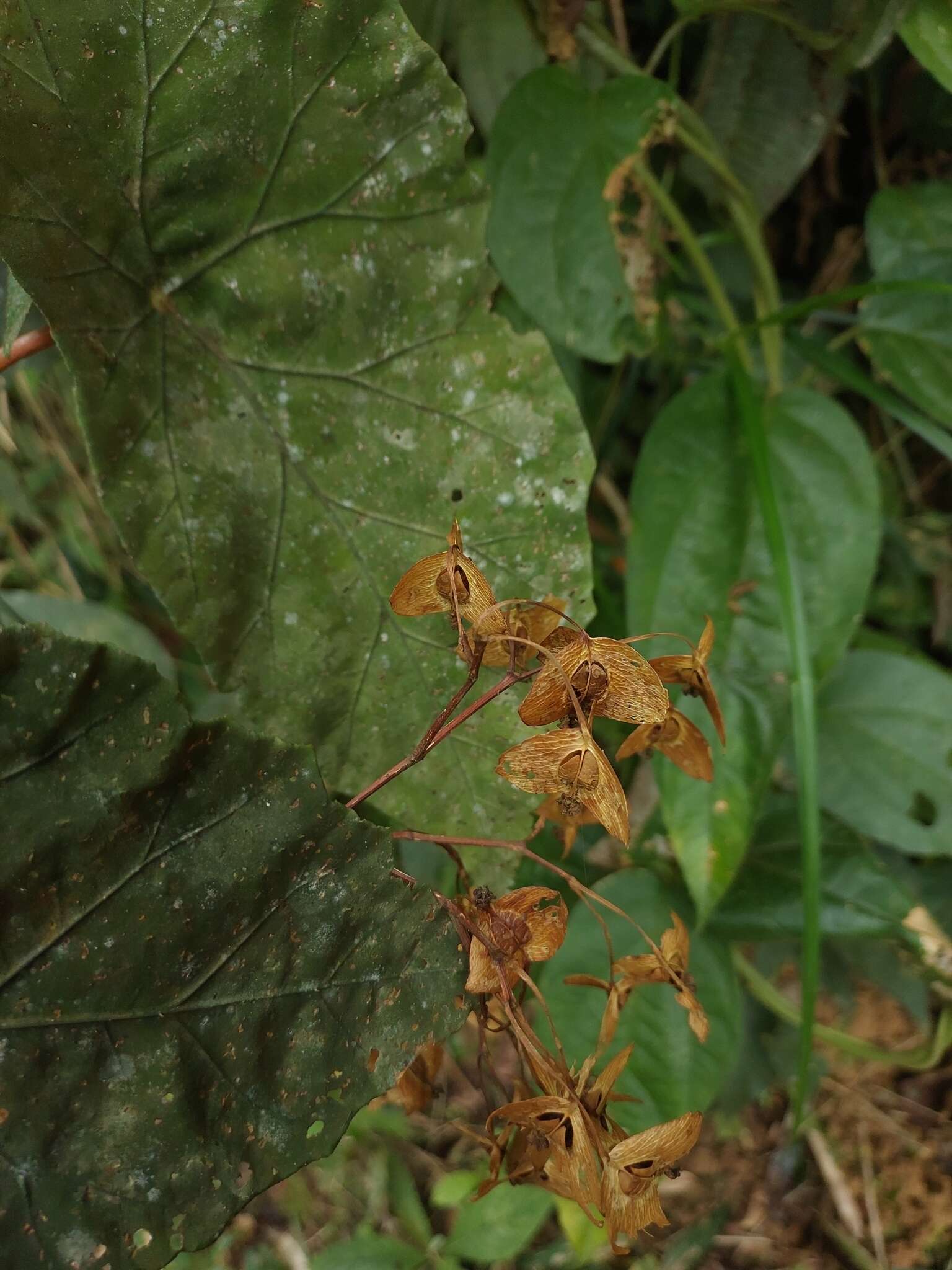 Image of Begonia pilgeriana Irmsch.