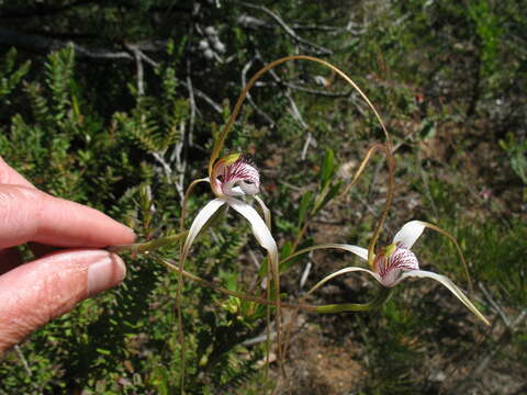 Image of Darling Scarp white spider orchid