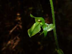 Image of Achlydosa glandulosa (Schltr.) M. A. Clem. & D. L. Jones