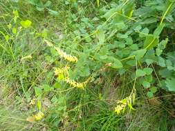 Imagem de Vicia pisiformis L.