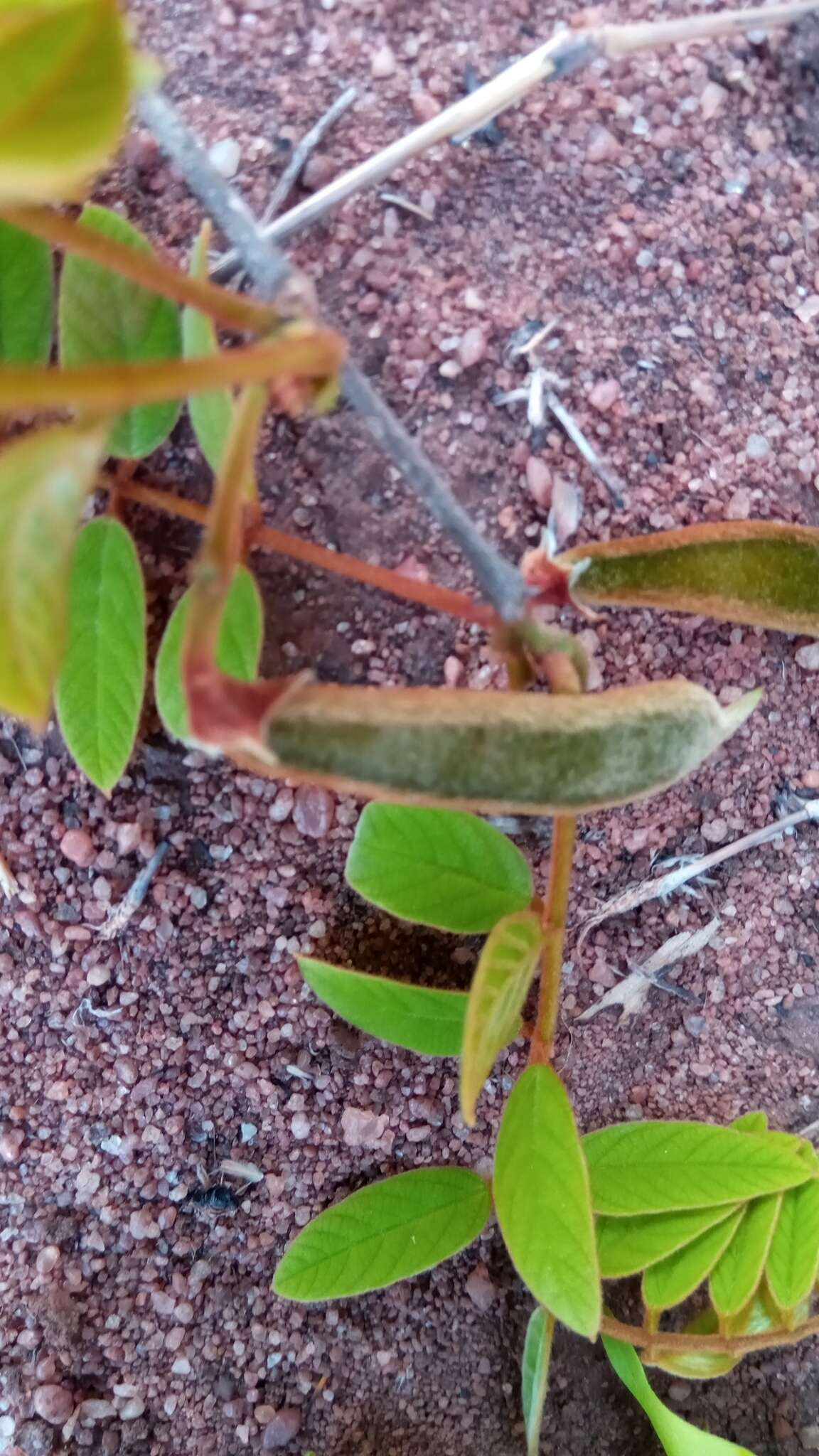 Слика од Millettia aurea (R. Vig.) Du Puy & Labat