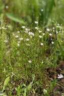 Image of Stellaria filicaulis Makino