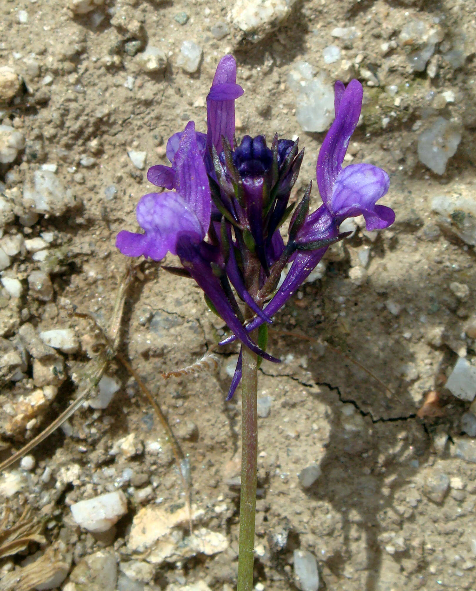 Image of Jersey toadflax