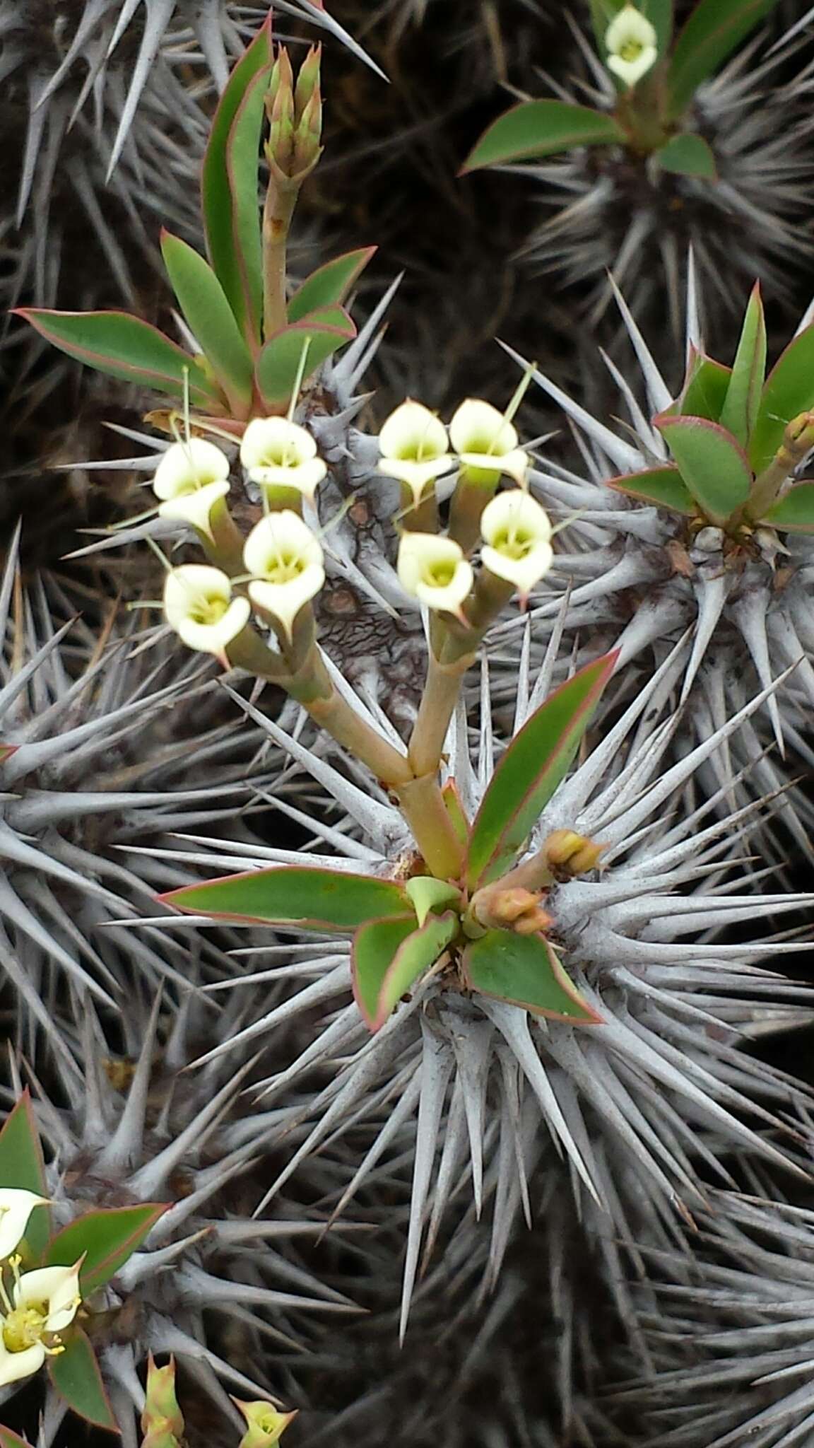 Sivun Euphorbia fianarantsoae Ursch & Leandri kuva