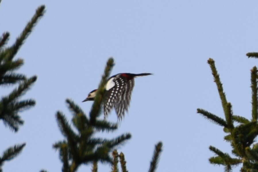 Image of Great Spotted Woodpecker