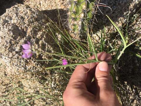 Image of Gibasis linearis (Benth.) Rohweder