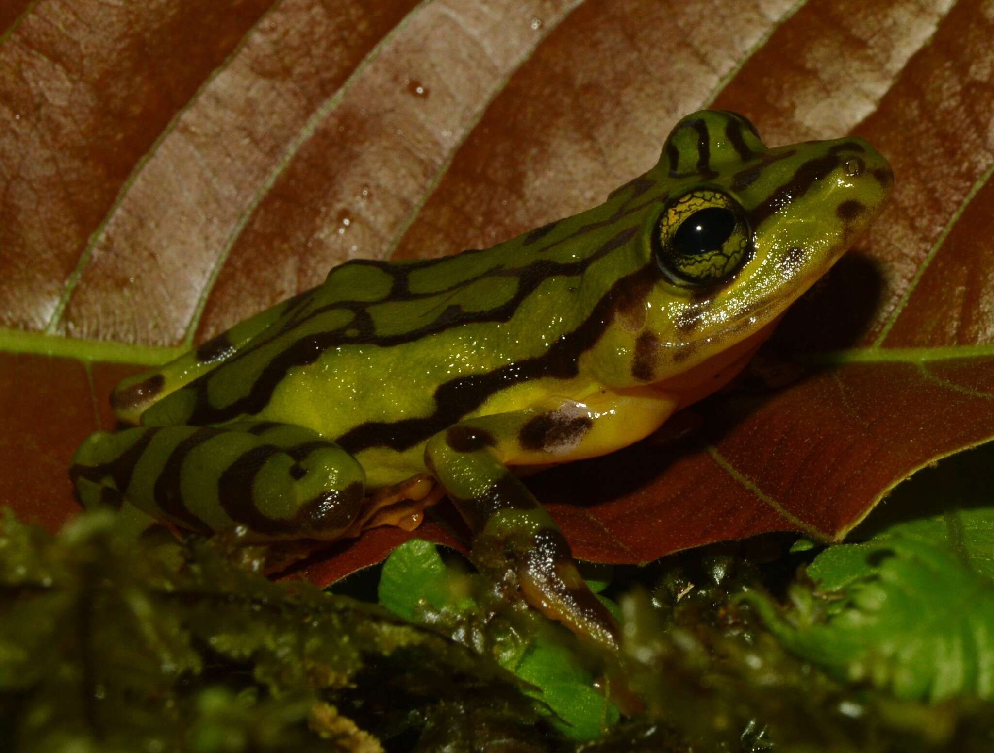 Image de Pristimantis ornatissimus (Despax 1911)