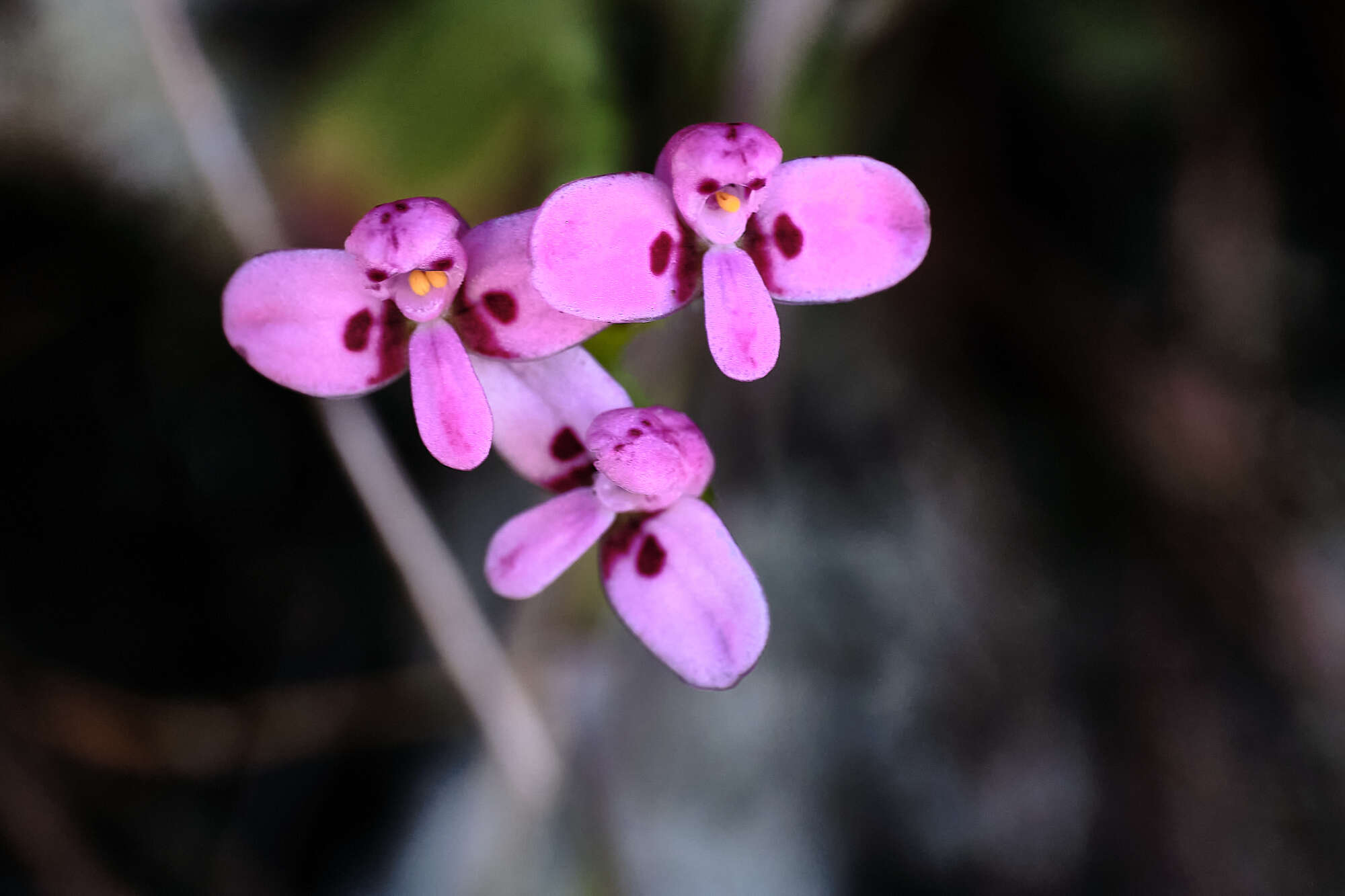 Disa glandulosa Burch. ex Lindl. resmi