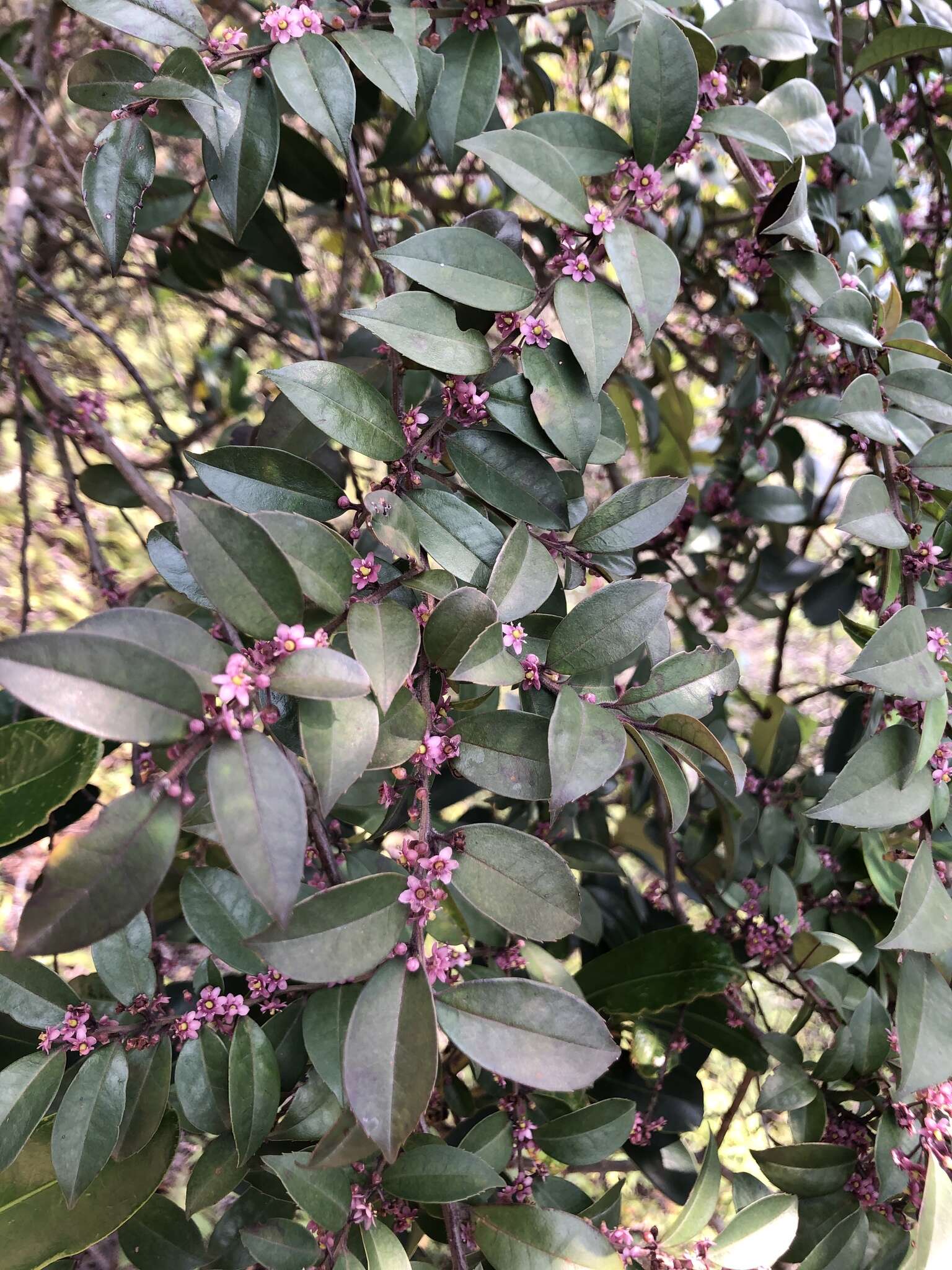 Imagem de Ilex pubescens Hook. & Arn.