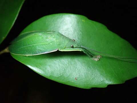 Image of Phyllomimus (Phyllomimus) sinicus Beier 1954