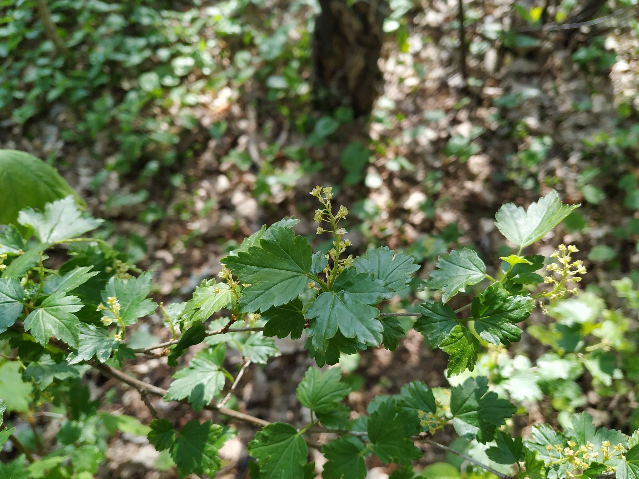 Image of Mountain Currant