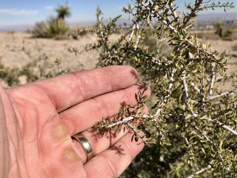 Prunus fasciculata (Torr.) Gray resmi