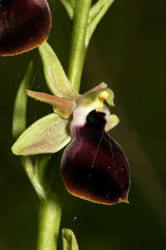 Image of Ophrys sphegodes subsp. helenae (Renz) Soó & D. M. Moore